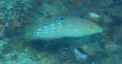 Halichoeres cosmetus
