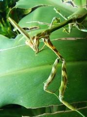 Zoolea lobipes