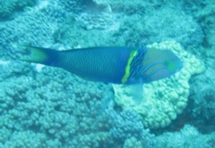 Thalassoma hebraicum