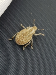 Philopedon plagiatum