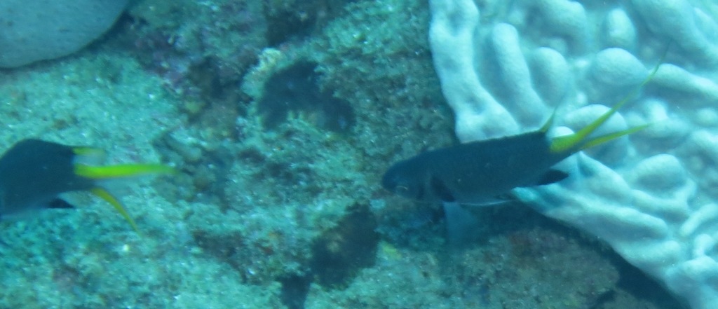 Doublebar chromis