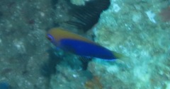 Centropyge acanthops