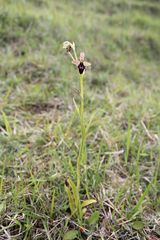 Ophrys × pietzschii