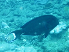 Acanthurus tennentii