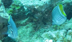 Chaetodon madagaskariensis