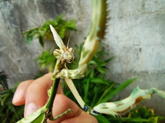 Zoolea lobipes