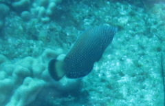 Anampses caeruleopunctatus