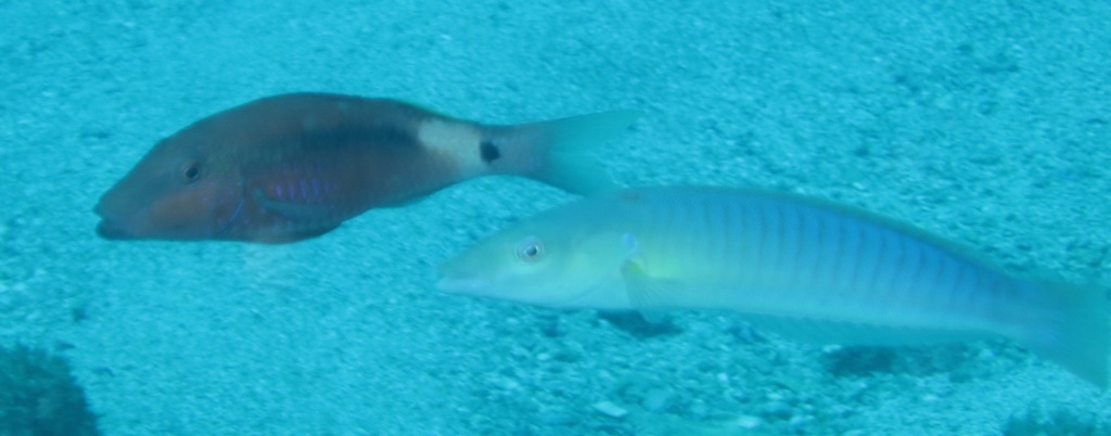 Pastel ringwrasse