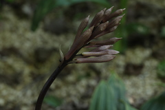 Cremastra appendiculata variabilis