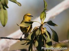 Chlorodrepanis virens