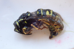 Vespula infernalis