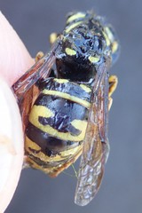 Vespula infernalis