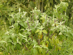 Buddleja stachyoides