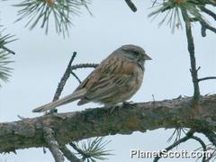 Emberiza godlewskii