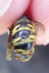 Vespula infernalis