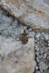 Centrocoris variegatus