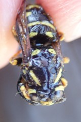 Vespula infernalis
