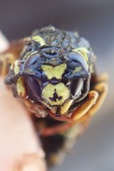 Vespula infernalis
