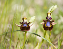 Ophrys speculum