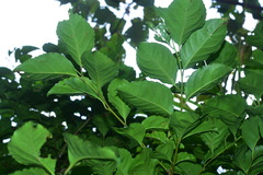 Ilex kusanoi