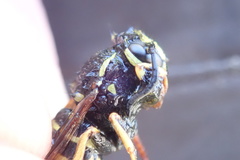 Vespula infernalis