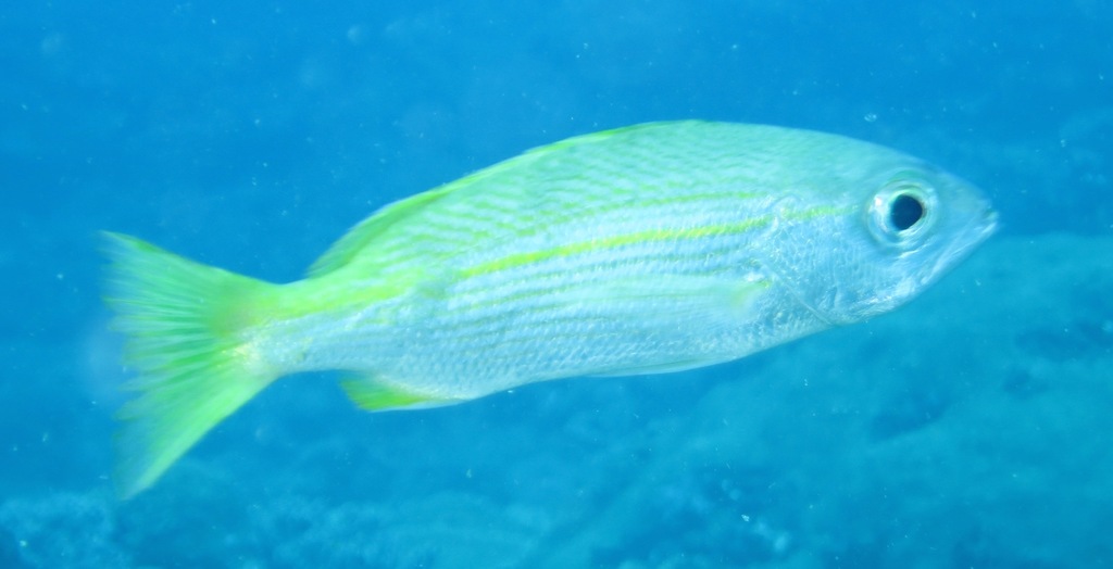 Indian snapper (Lutjanus madras) — Lutjanidae