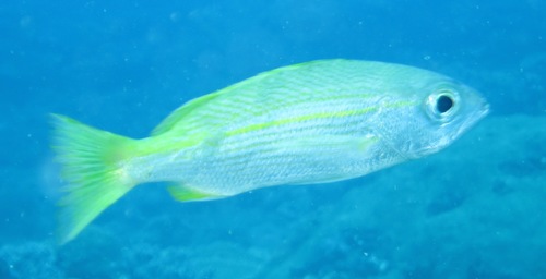 Indian snapper (Lutjanus madras) — Lutjanidae