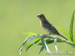 Emberiza aureola