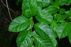 Ilex kusanoi