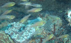 Ostorhinchus apogonoides