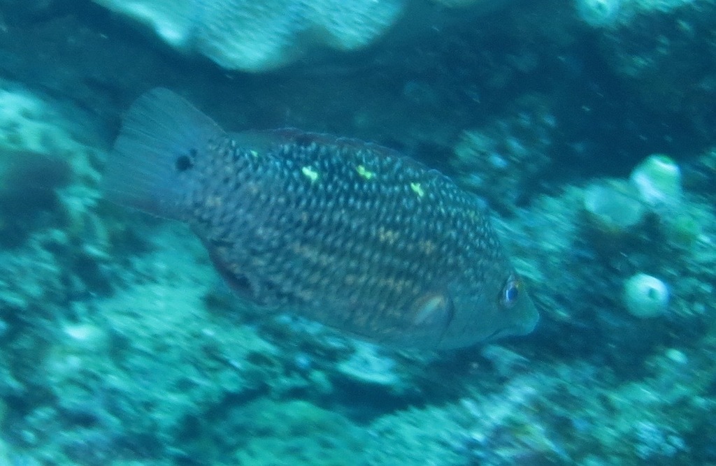 Diana's hogfish