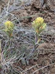 Castilleja pilosa pilosa