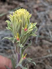 Castilleja pilosa pilosa