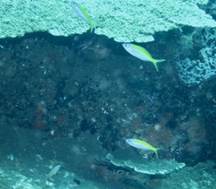 Caesio xanthonota