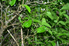 Ilex kusanoi