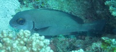 Plectorhinchus gibbosus