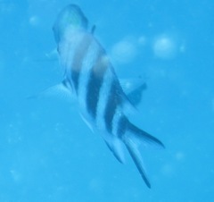 Abudefduf natalensis