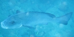 Plectorhinchus chubbi