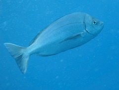 Polyamblyodon gibbosus