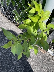 Vincetoxicum rossicum