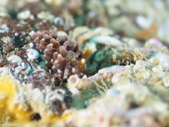 Spurilla neapolitana