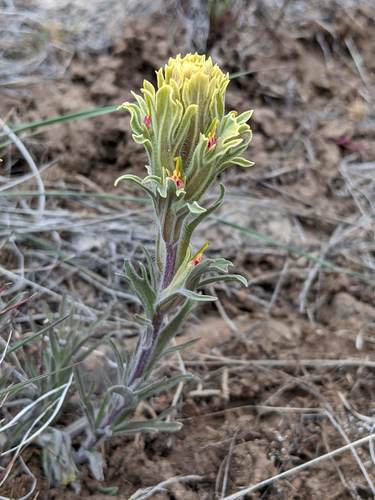 Castilleja pilosa var. pilosa