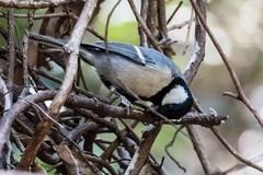 Parus minor commixtus