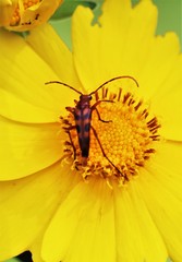 Strangalia sexnotata