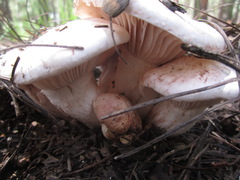 Pudorini