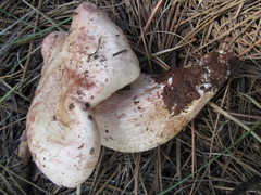 Pudorini