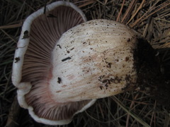 Pudorini