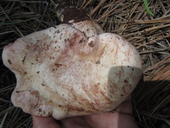 Pudorini