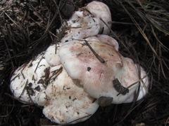Pudorini