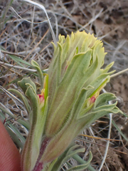 Castilleja pilosa pilosa